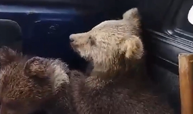 Annelerini kaybeden minik ayıların imdadına köylüler yetişti