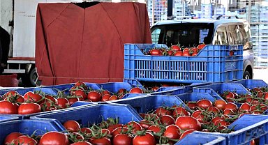 Antalya hallerinde işlem gören domates miktar Arttı