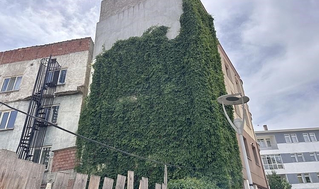 Apartmanı saran sarmaşık görenleri kendisine hayran bırakıyor