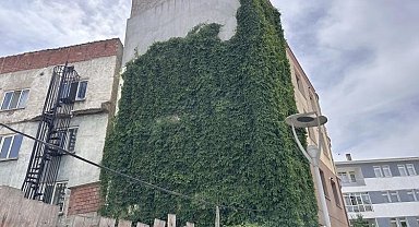 Apartmanı saran sarmaşık görenleri kendisine hayran bırakıyor