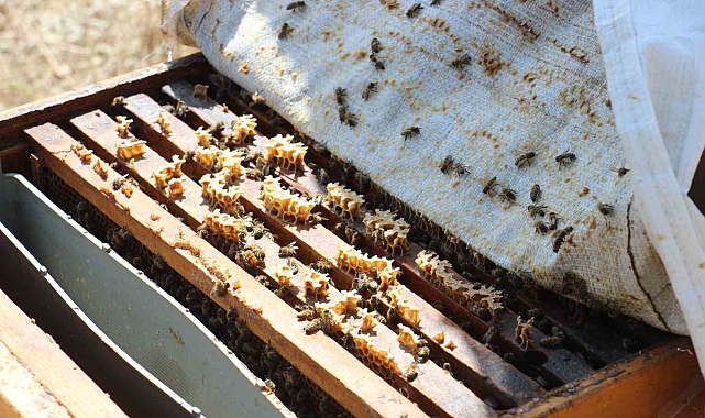 Arılar da nüfus planlamasında