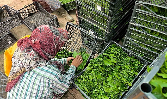 Asma yaprakları aile ekonomisine büyük katkı sağlıyor