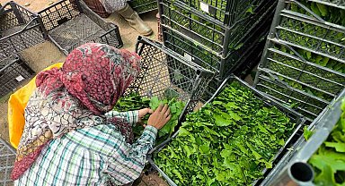 Asma yaprakları aile ekonomisine büyük katkı sağlıyor