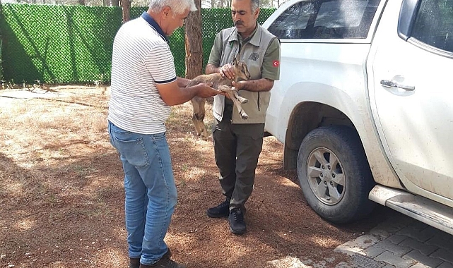 Ayağı kırılan yaban keçisine, jandarma yardım etti
