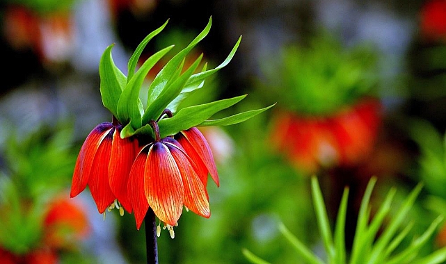 Baharda açan ters laleler Munzur Dağları&#039;na güzellik kattı