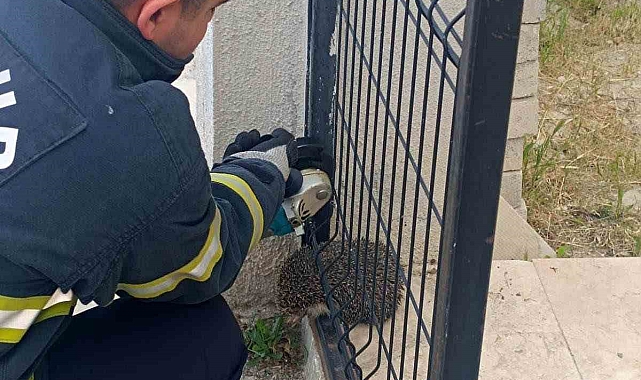 Bahçe giriş kapısına sıkışan kirpi itfaiye ekipleri tarafından kurtarıldı
