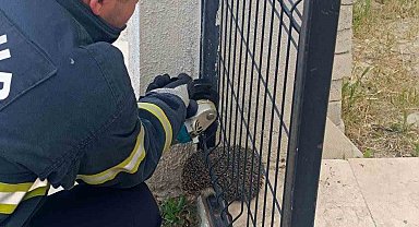 Bahçe giriş kapısına sıkışan kirpi itfaiye ekipleri tarafından kurtarıldı