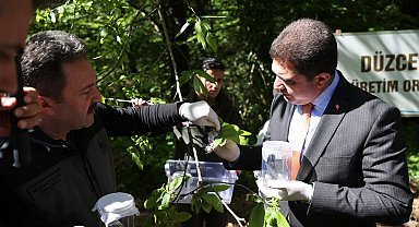 Bal üretim ormanlarına 3 bin adet Torymus Sinensisler salındı