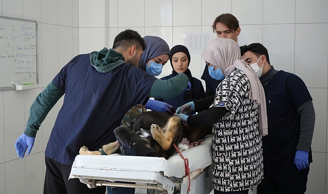 Bayburt Belediyesi Hayvan Bakımevi bünyesinde sokak canlarına özenle bakılıyor