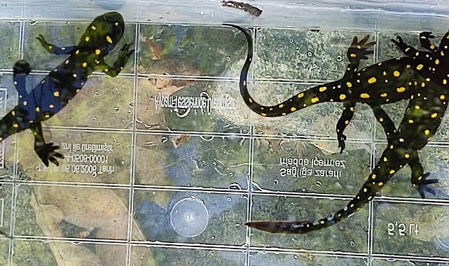 Benekli semender izleme çalışması yapıldı