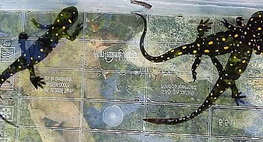 Benekli semender izleme çalışması yapıldı