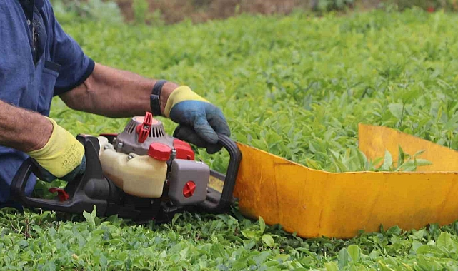 Benzinli çay toplama makinesi ile çay toplamak bu yıl yasaklandı