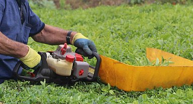 Benzinli çay toplama makinesi ile çay toplamak bu yıl yasaklandı