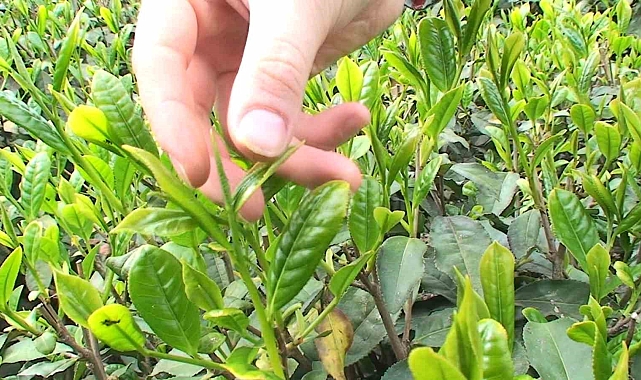 Beyaz çayın hammaddesi olan tomurcuk çayı 4 bin TL oldu