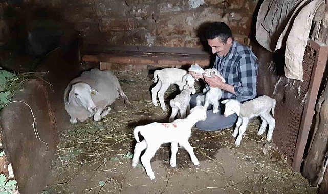 Bir koyun tek seferde beşiz doğurdu