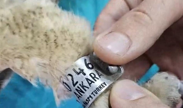 Bir yıldır veri alınamayan puhu kuşuna ulaşıldı