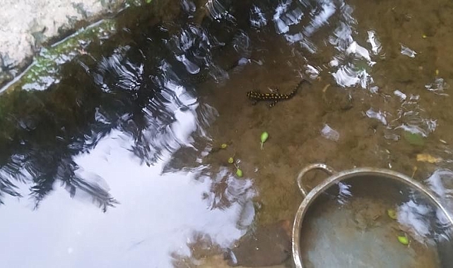 Bitlis&#039;te benekli Anadolu semenderi görüntülendi