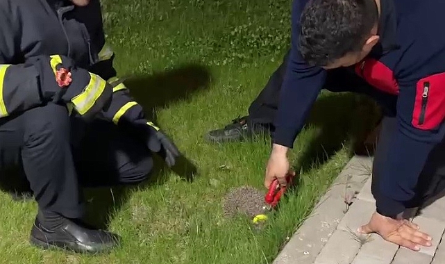 Boynuna halka sıkışan kirpi, Adeta yardım istedi