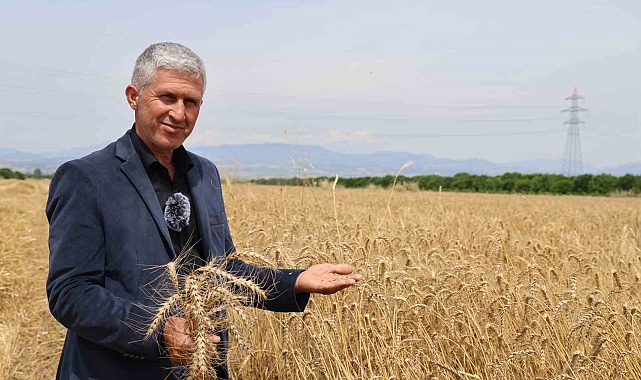 Buğday hasadında yüksek rekolte çiftçinin yüzünü güldürdü