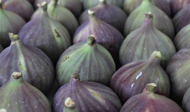 Bursa&#039;nın &#039;Kraliçe inciri&#039; Japonya&#039;ya gidiyor