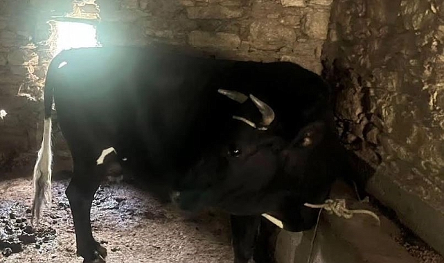 Büyükbaş hayvanı çaldı, kensininmiş gibi satmak istedi