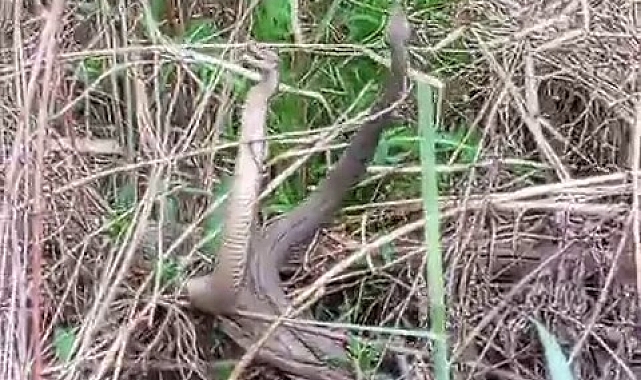 Çalılıkların arasında adeta dans eden iki yılanı görüntüledi