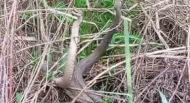 Çalılıkların arasında adeta dans eden iki yılanı görüntüledi