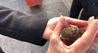 Çatıdan düşen yavru serçe yuvasına bırakıldı