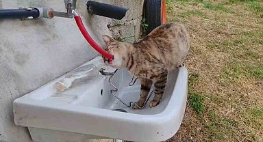 Çeşmeden su içen kedi 'Yıldız' gülümsetti