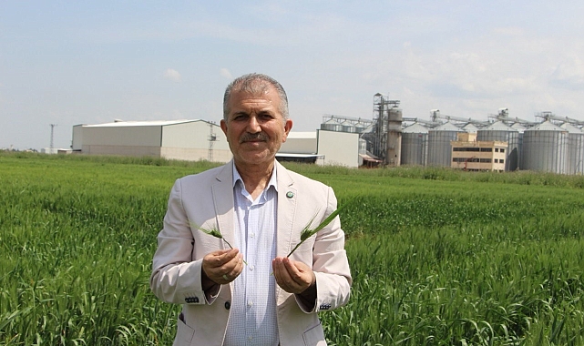 Çiftçi, bu sene buğdaydan yüksek verim bekliyor