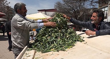 Çiriş otu tezgahlardaki yerini aldı
