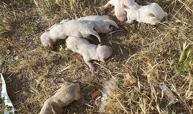Çöp konteynerine atılan çuvaldan 6 köpek yavrusu çıktı