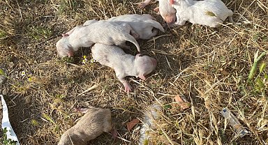 Çöp konteynerine atılan çuvaldan 6 köpek yavrusu çıktı