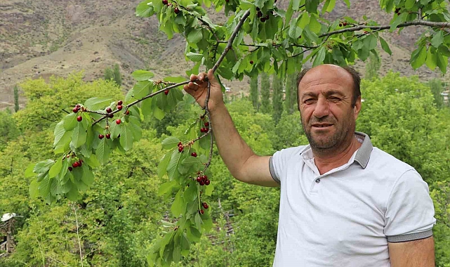 Dağlarında kar, bağlarında kiraz var