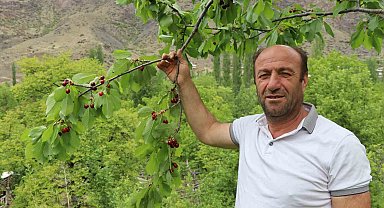 Dağlarında kar, bağlarında kiraz var