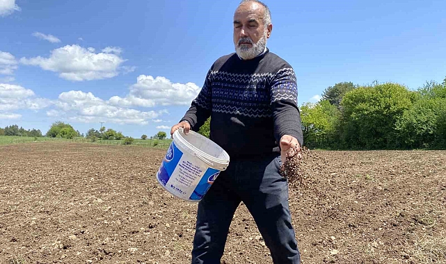 Denemek için karabuğday eken aile, Çölyak hastalarının taleplerine yetişemez hale geldi