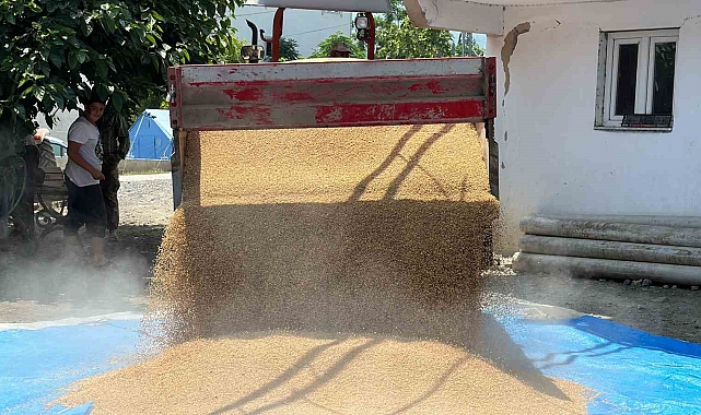 Depremin vurduğu topraklarda buğday hasadı başladı