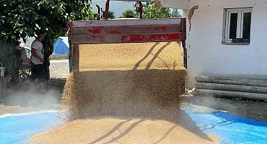 Depremin vurduğu topraklarda buğday hasadı başladı