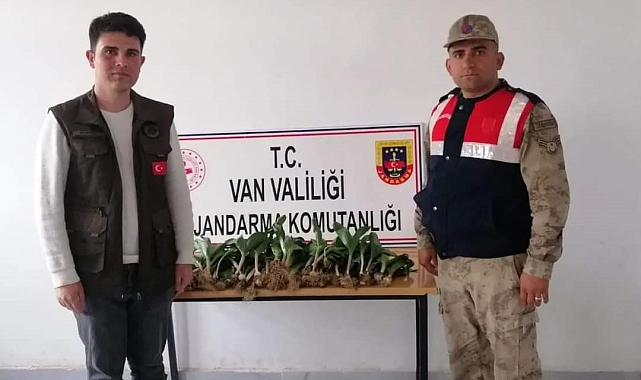 Dev soğan bitkisini kaçak toplayan İran uyruklu 2 kişiye ceza kesildi