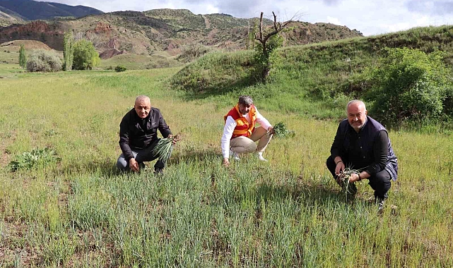 Doğada adeta yemlik otu bereketi yaşanıyor