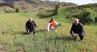 Doğada adeta yemlik otu bereketi yaşanıyor