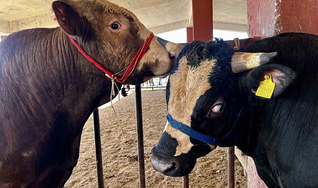 Doğu Anadolu&#039;dan batı illerine sevk edilen kurbanlık oranında düşüş yaşandı
