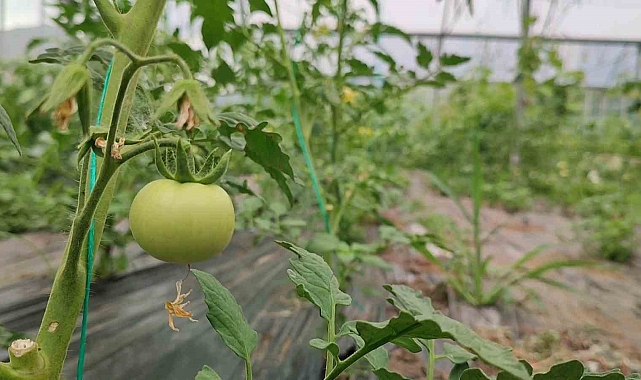 Doğu Anadolu&#039;nun en büyük serasında üretim hız kesmeden devam ediyor