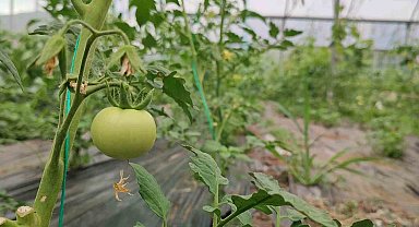 Doğu Anadolu'nun en büyük serasında üretim hız kesmeden devam ediyor
