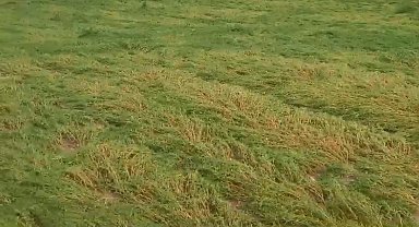 Dolu, ekili arazileri vurdu