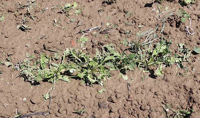 dolu yağışı, bin 500 dekar ekili arazide zarara yol açtı