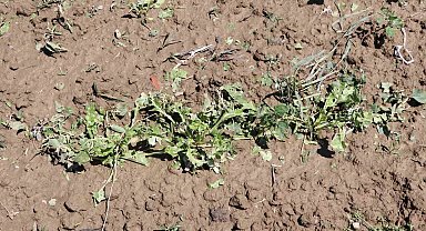 dolu yağışı, bin 500 dekar ekili arazide zarara yol açtı