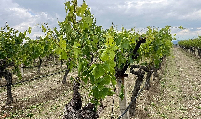 Dolu yağışı üzüm bağlarını vurdu