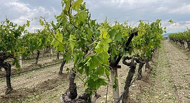 Dolu yağışı üzüm bağlarını vurdu