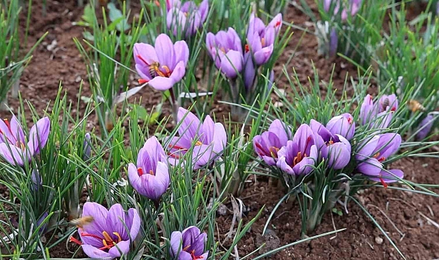 Dünyanın en pahalı baharatını ekti